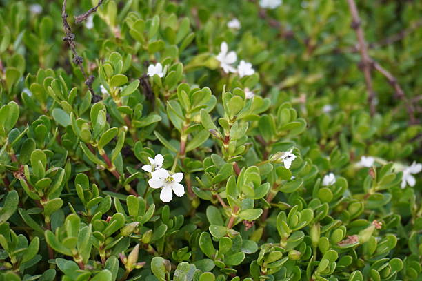 Bacopa Monnieri plant — the science of memory and neural plasticity
